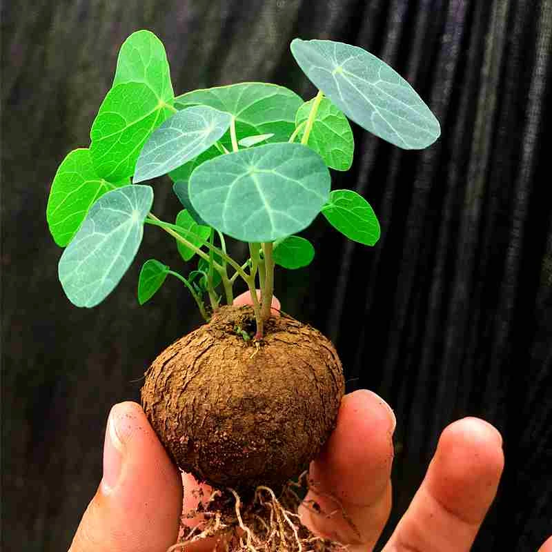 山乌龟植物金不换盆栽红藤血藤水培种球爬藤室内桌面幸运绿植花卉