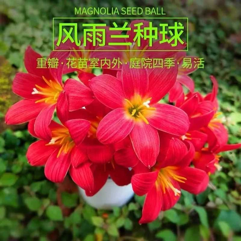 风雨兰种球葱兰重瓣葱兰韭菜兰花苗庭院阳台四季开花绿植花卉盆栽