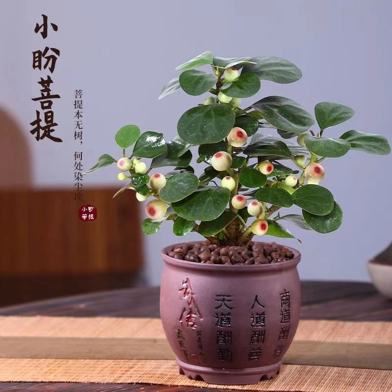 买一发二小盼菩提盆栽四季好养室内植物花卉绿植菩提树盆景好养活