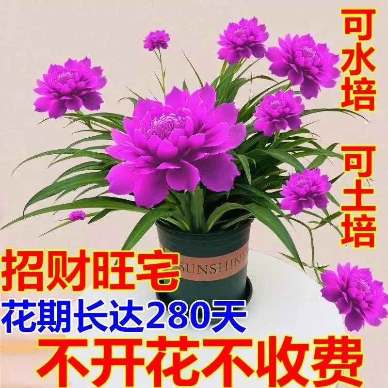 长花期水培土养浓香盆栽绿植花卉大全室内大苗四季开驱蚊虫