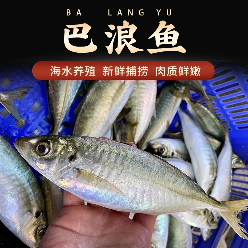 东山岛海水新鲜捕捞养殖巴浪鱼精选鲜活速冻刺身级别200-250g/条