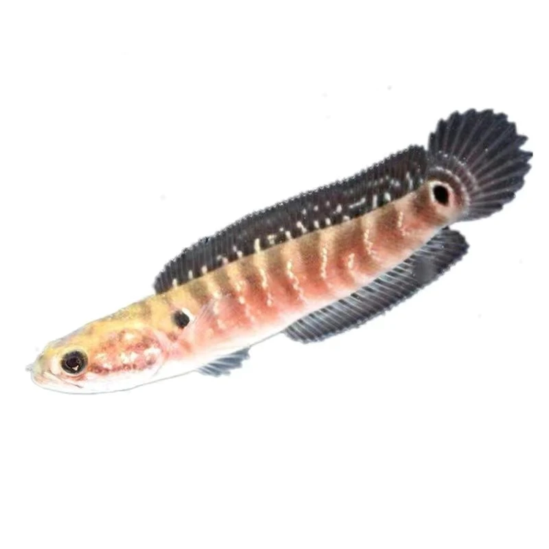 彩虹雷龙七星鱼观赏鱼活体冷水鱼耐活好养可混养