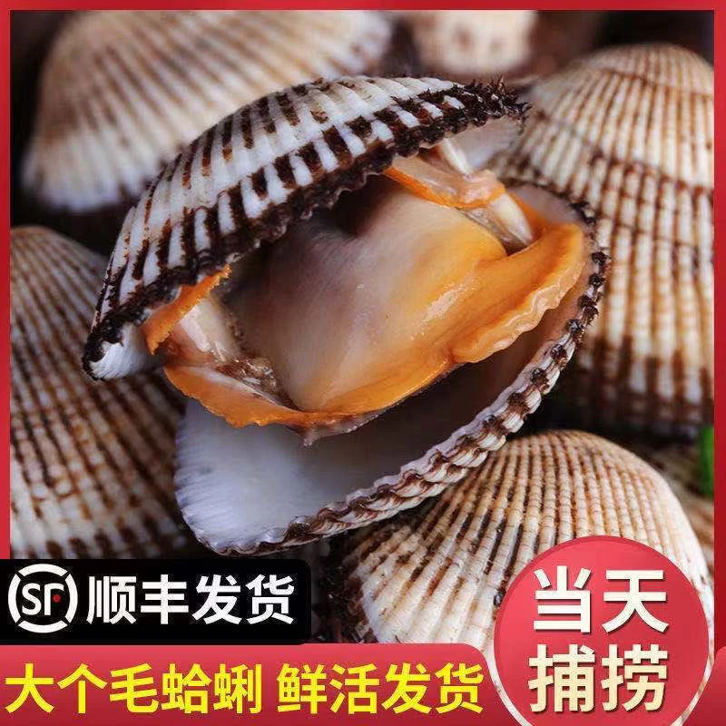 连云港  鲜活毛蛤 毛蛤蜊5斤