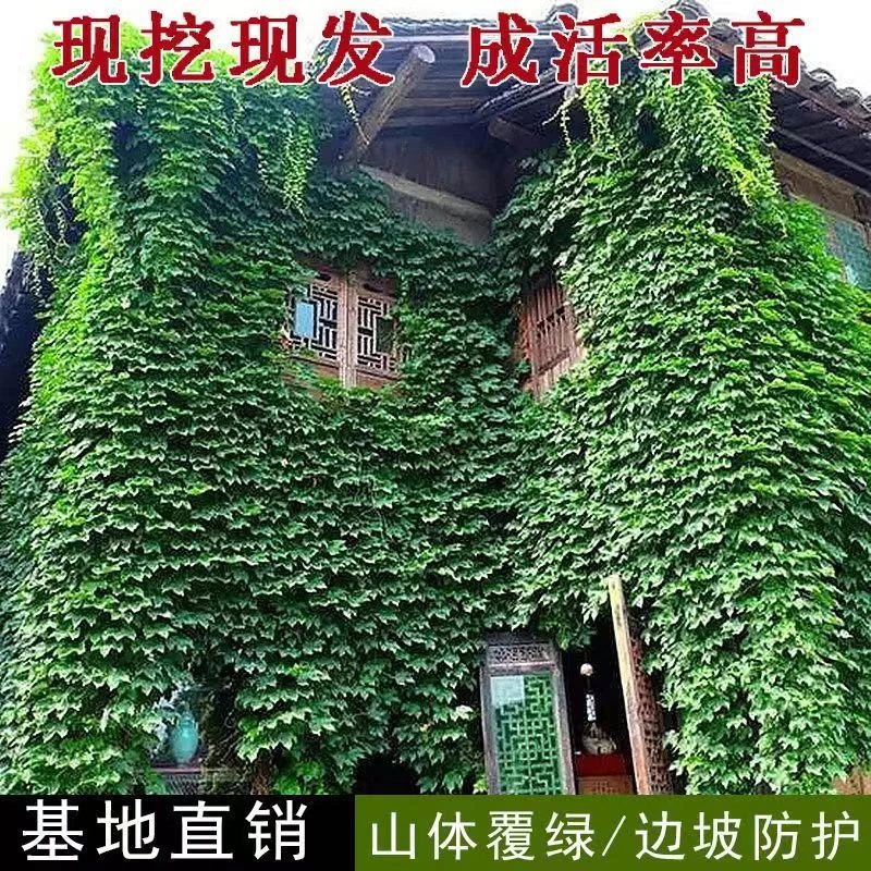 爬山虎老桩大苗变色爬山虎七彩庭院爬墙四季耐寒室外绿色好养植物