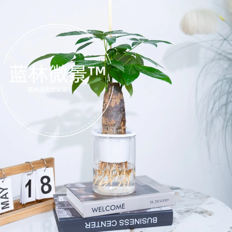 【纯净无土】水培发财树盆栽植物开业室内办公室水养美观花卉绿植