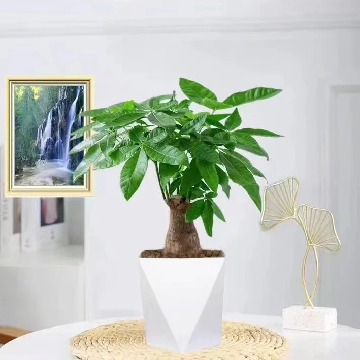 发财树单杆盆栽植物室内客厅好养绿植新年土培小盆栽绿植盆栽室内