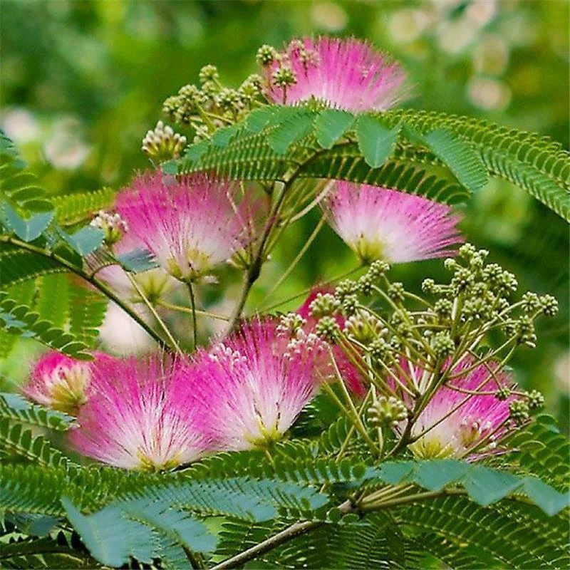 合欢花盆栽树苗粉扑花绒树花多年生常绿耐寒耐热花园阳台