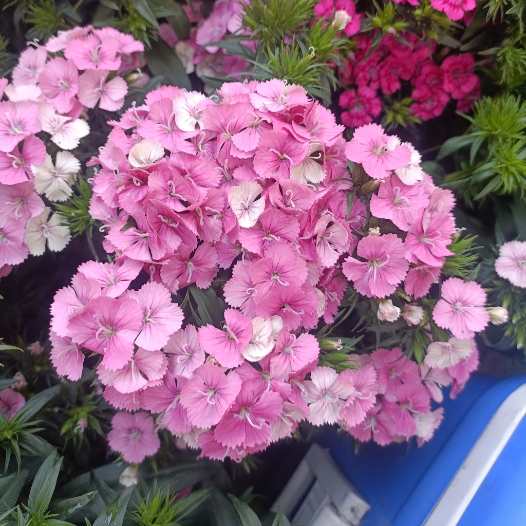 霹雳石竹绣球花期长一年开花200多天长草娃娃草头苔藓迷你鲜花