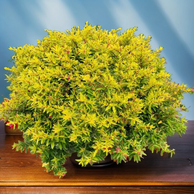 新品金叶满天星花境常绿灌木孔雀草盆栽大苗金色红宝石宿根耐寒