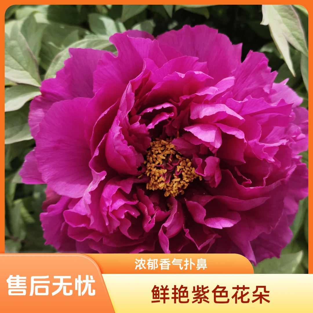 牡丹名品，岛大臣