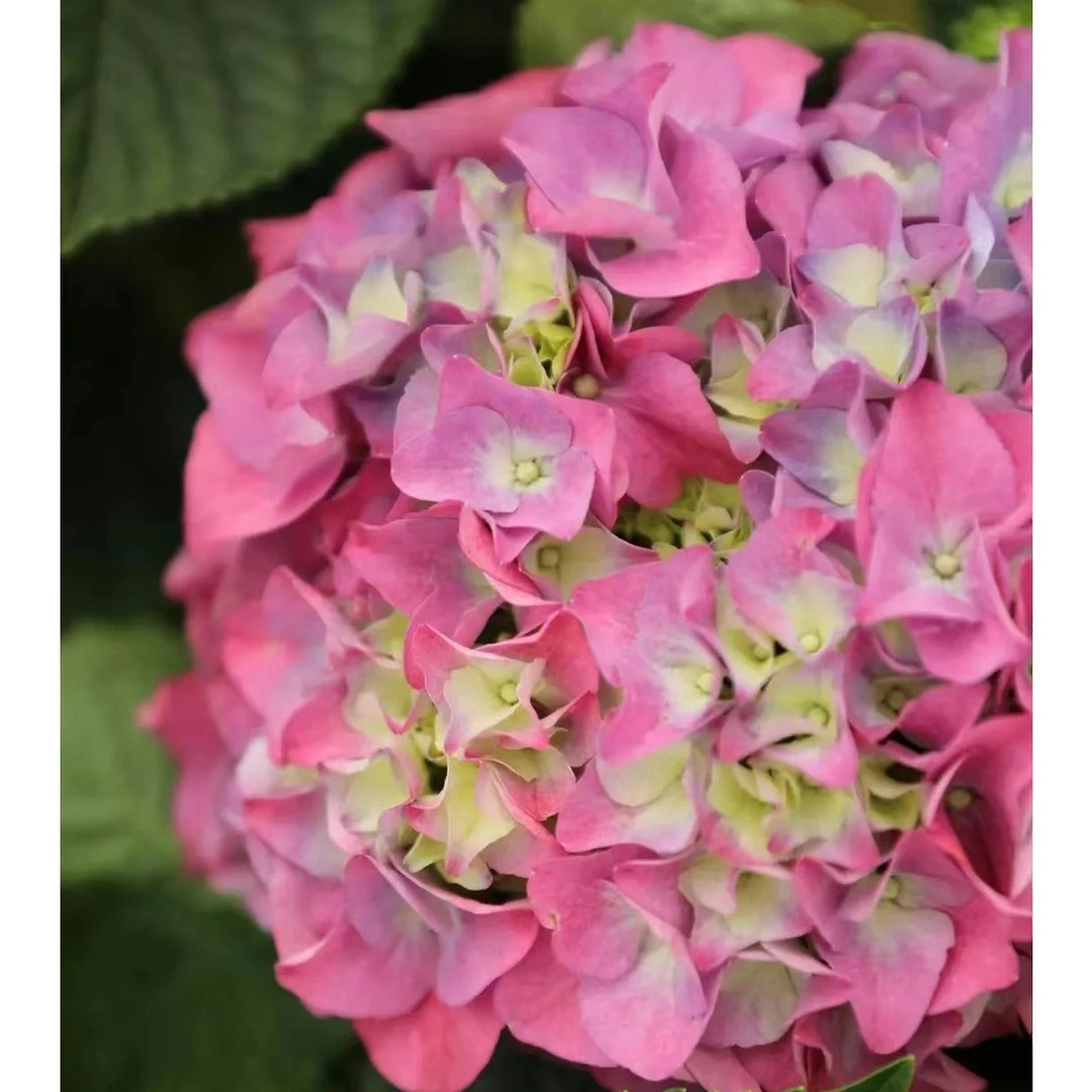 【创美】沉香绣球1.5加仑盆栽易养活云南基地直发