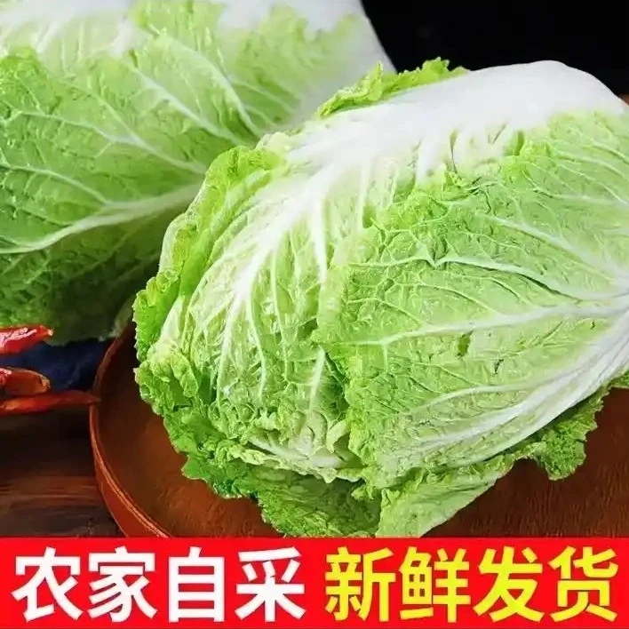 【熨斗白菜】脆甜无筋，辉哥推荐