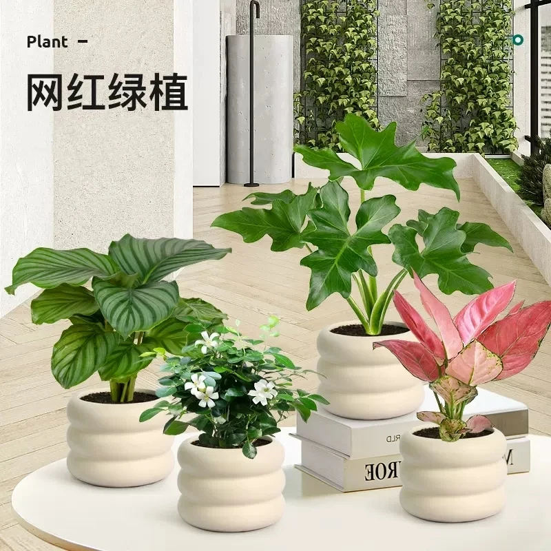 北欧ins九里香绿植室内小盆栽客厅发财树竹芋办公室桌面植物摆件