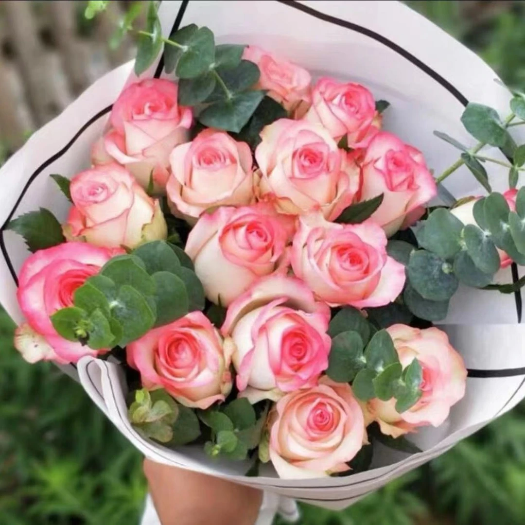 【爱莎】  玫瑰花盆栽  月月开花