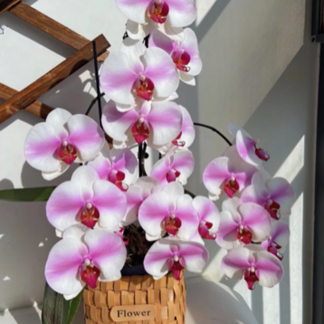 稀有无平替款【调香师蝴蝶兰】特级稀有品种2.8带花剑