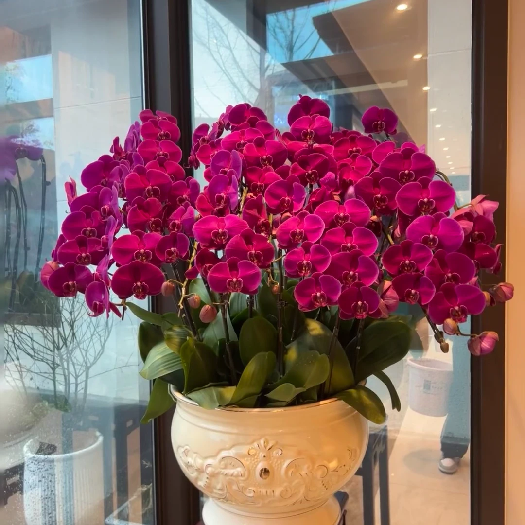 大花型【红龙】丝绒质地 叶片开裂正常现象