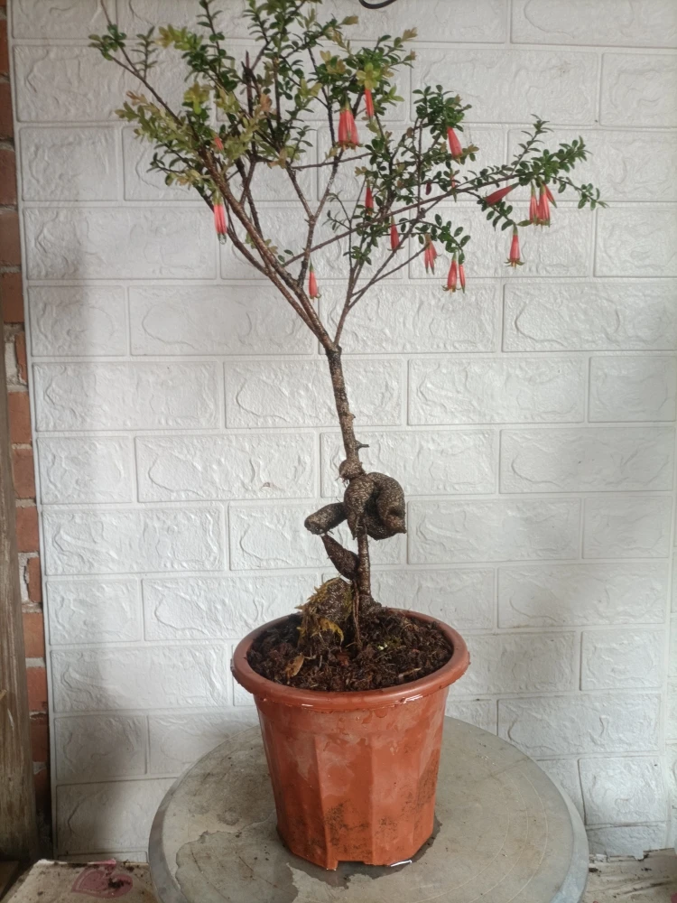 米叶五趣苺,叶片四季常青开花结果,是木本肉质根的一个植物