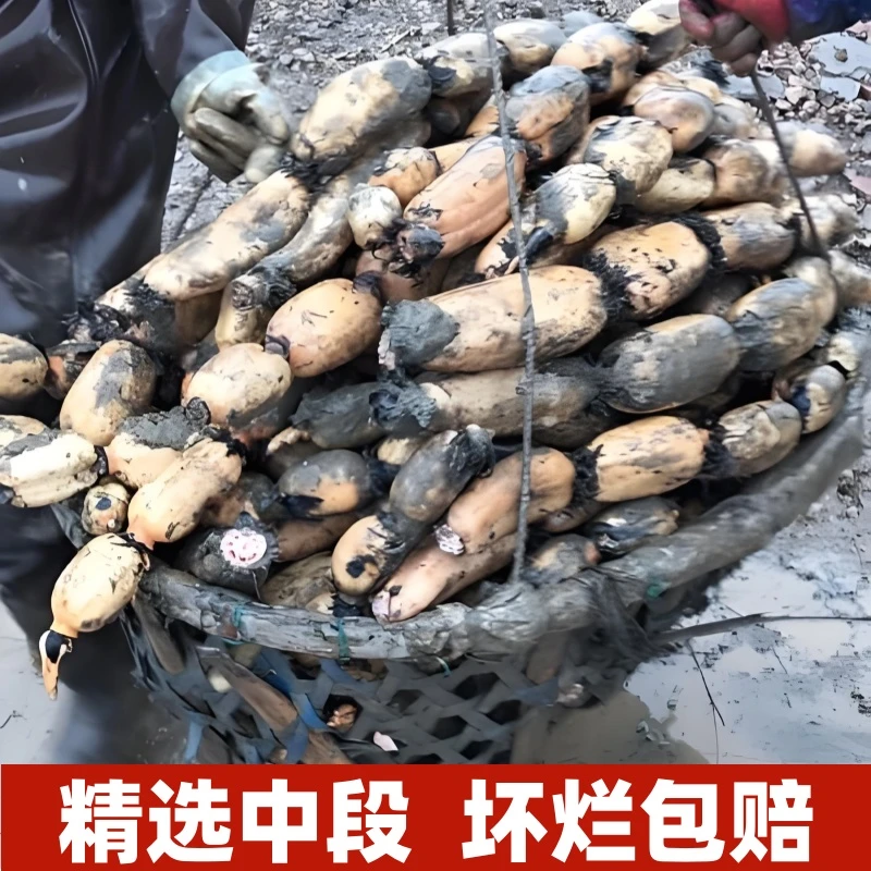 洪泽湖白藕特产莲藕煲汤炖汤炒菜脆嫩新鲜糖藕糯米藕九孔莲藕现挖