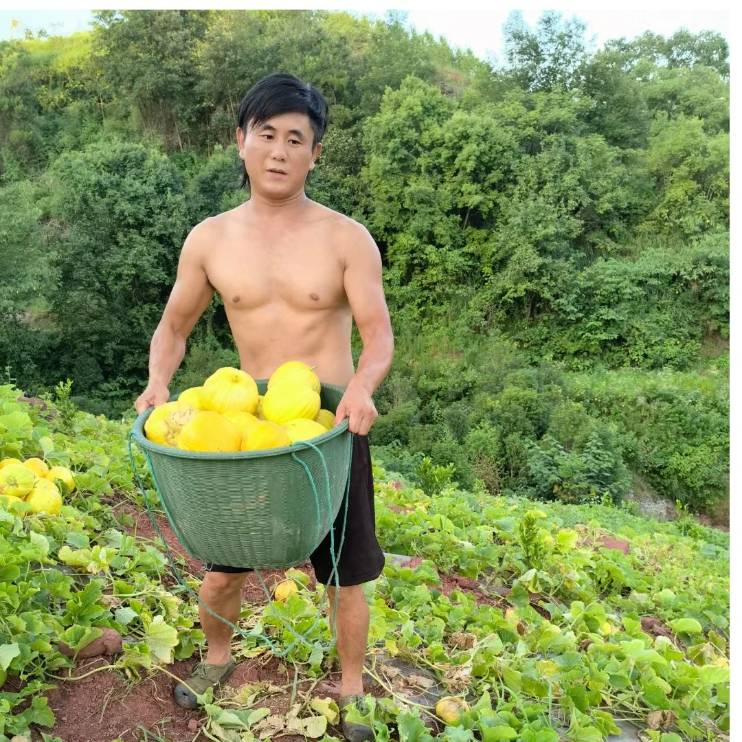 麻阳高山农产品丑八怪香瓜九斤装包邮