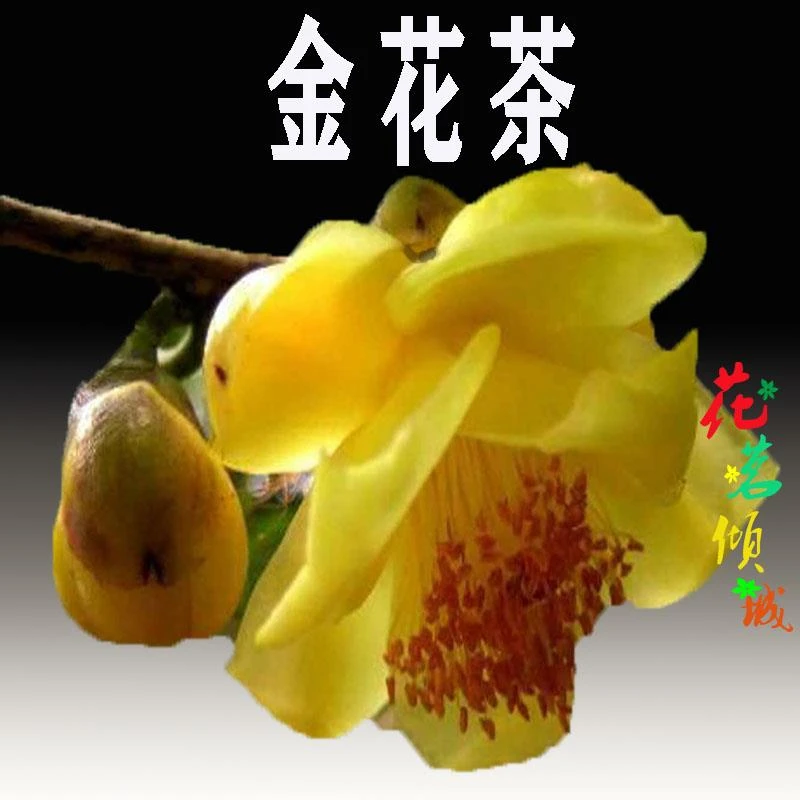 福建龙岩发货品种杜鹃花原生室外培育耐寒耐热非常好养顺丰包邮