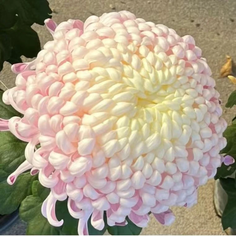 【国华初婴】菊花盆栽带花苞发货菊花苗耐寒植物开花大菊花好养活
