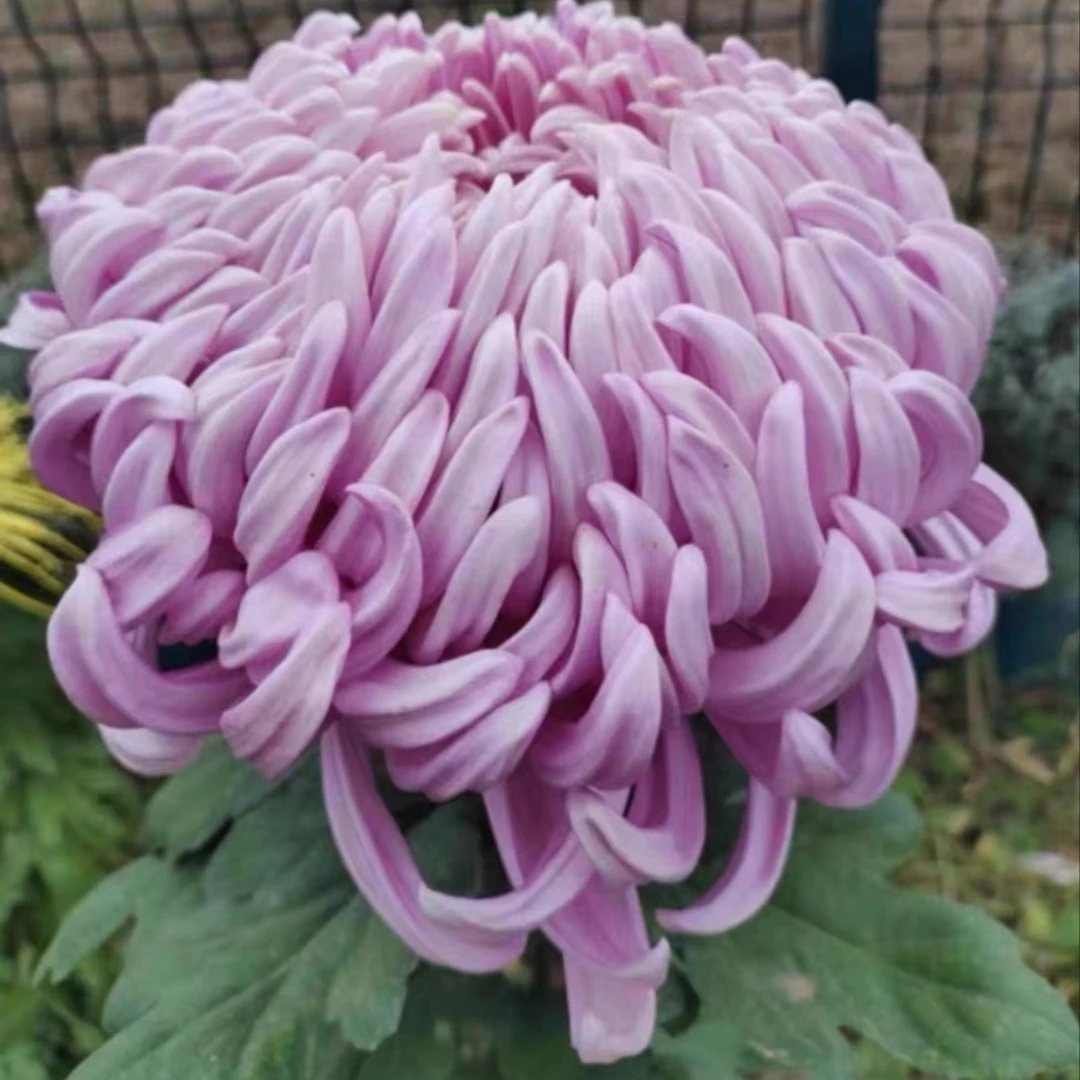 紫国华【带花苞发货】特大花型 菊花盆栽菊花苗开花大简单好养活