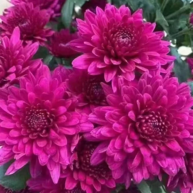 粉色荷兰菊【带花苞发货】菊花盆栽菊花苗植物开花大菊花简单好养活