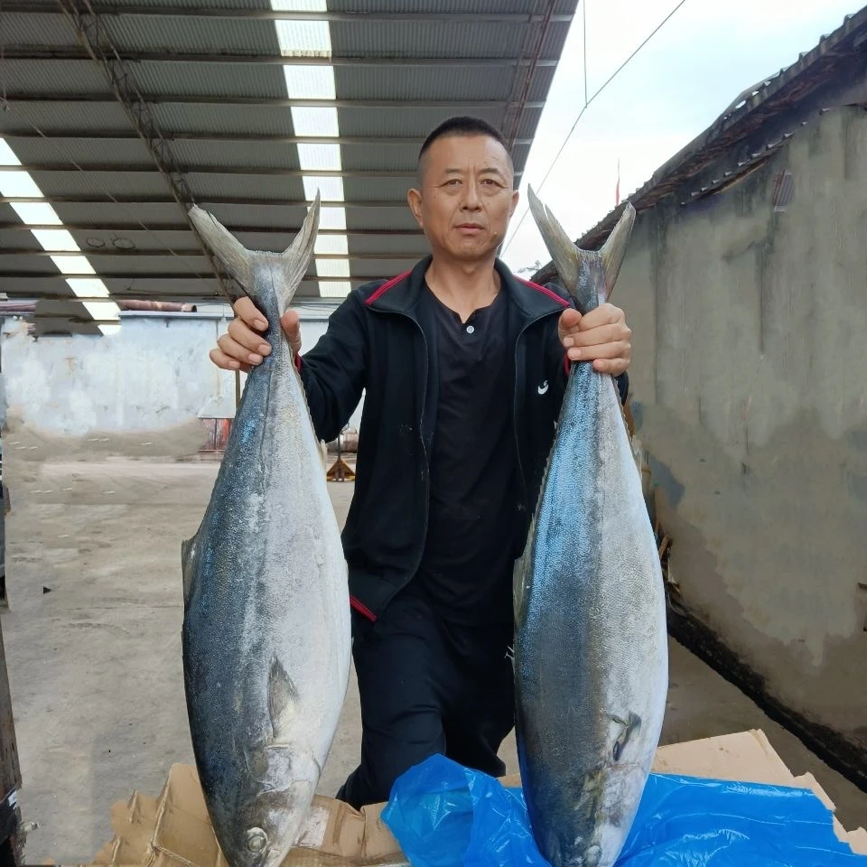 鲅鱼黄金鲅鱼大鲅鱼海鲜深海鱼新鲜活冻海产品一整条