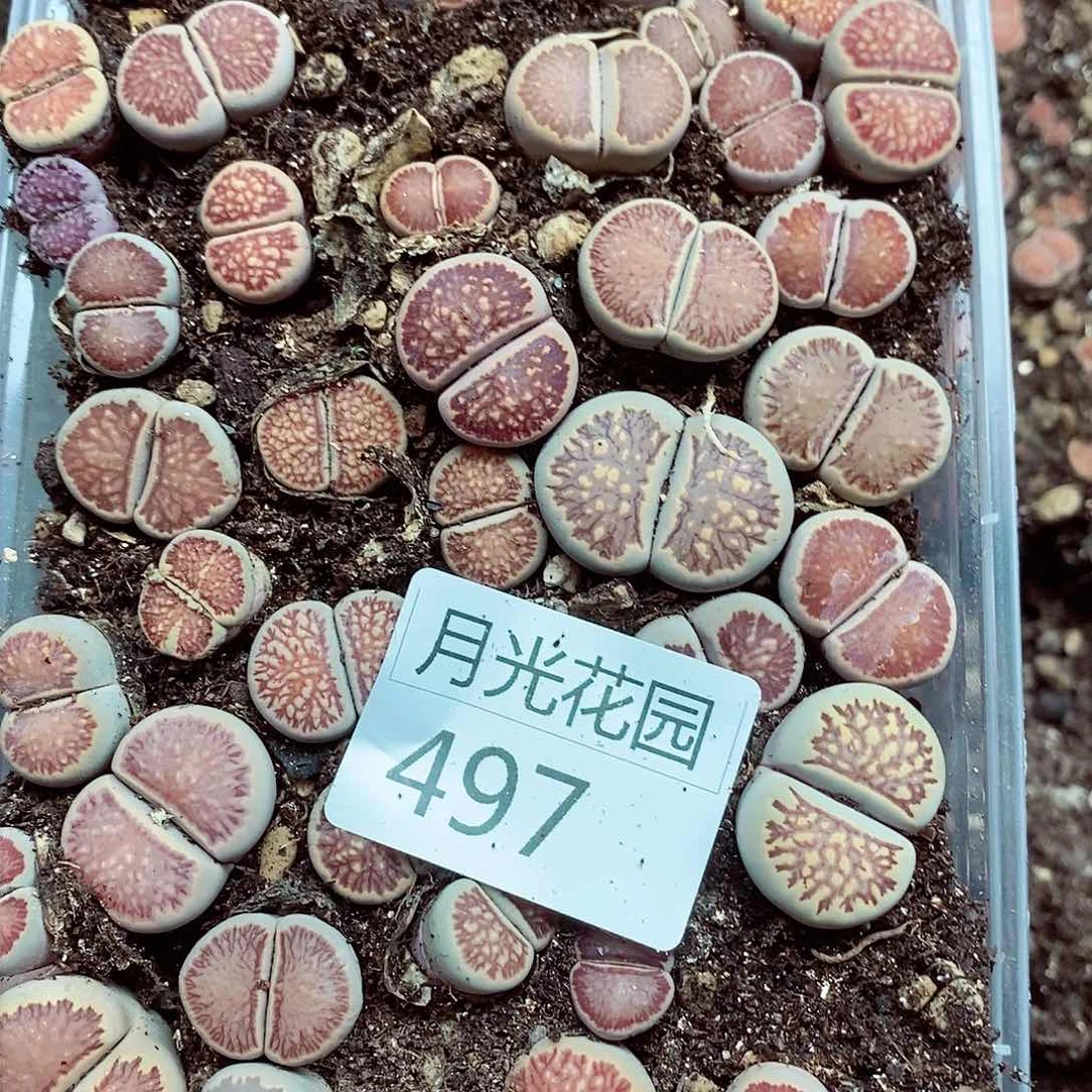 我要看电影啦嘻嘻这497