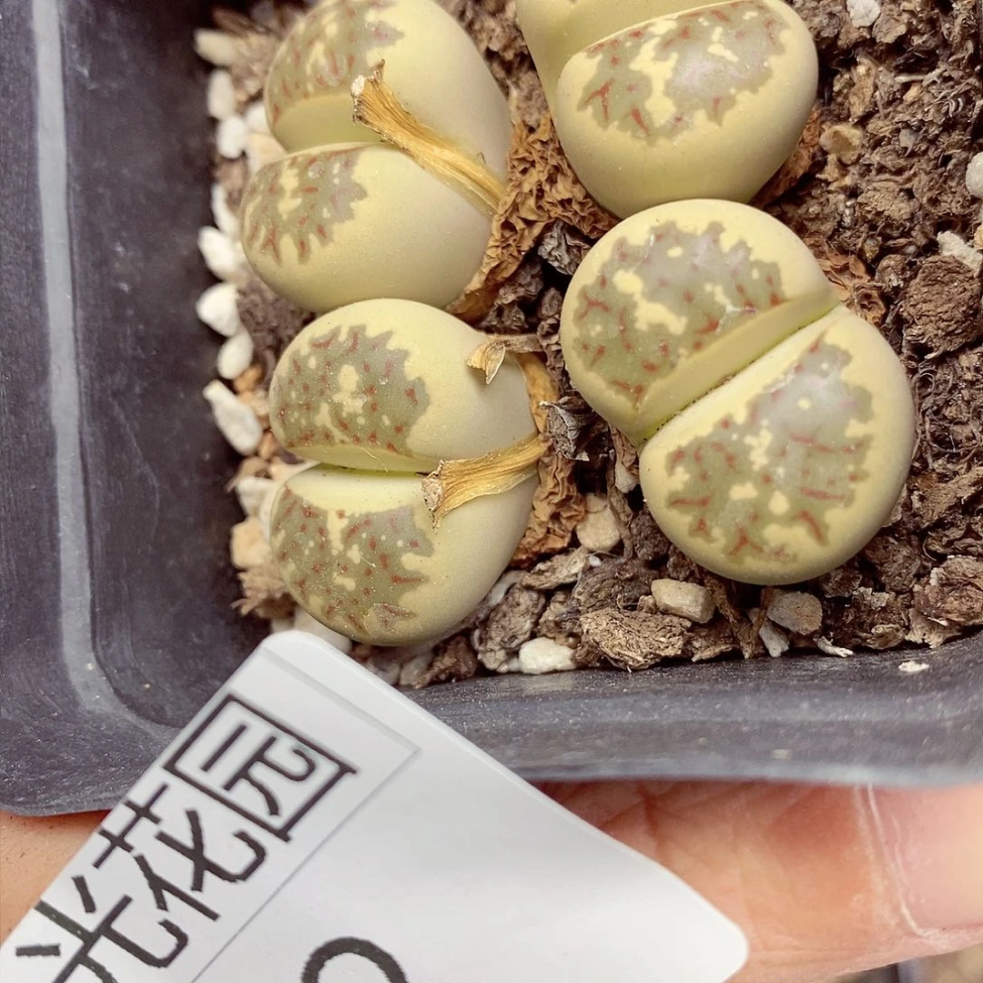 良****店我是第一百个为妖322