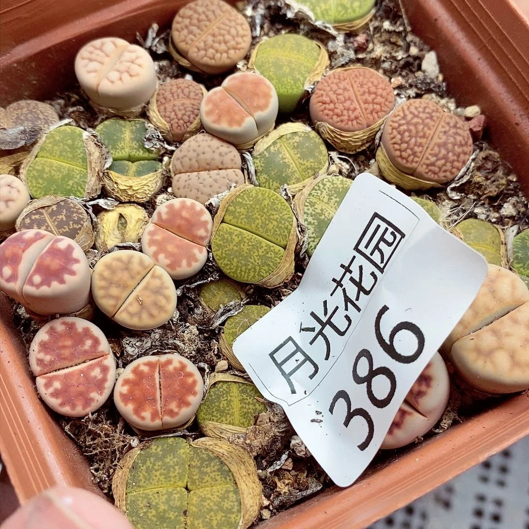 我是第一百个为妖刀386