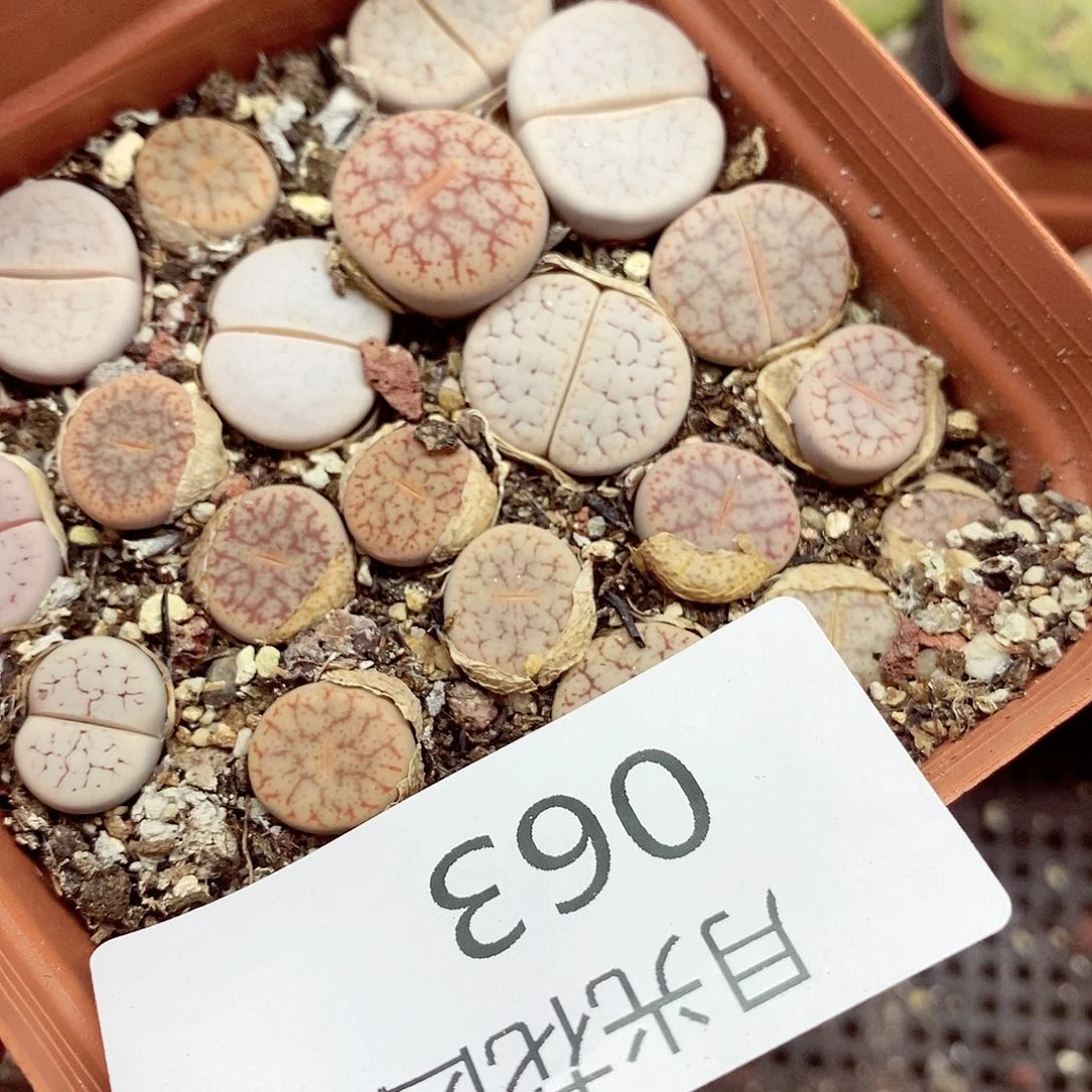 我是第一百个申请创建063