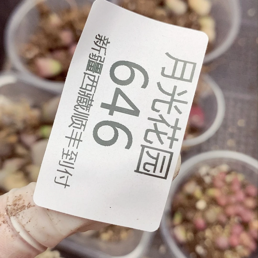 我还想和他们出去逛逛646