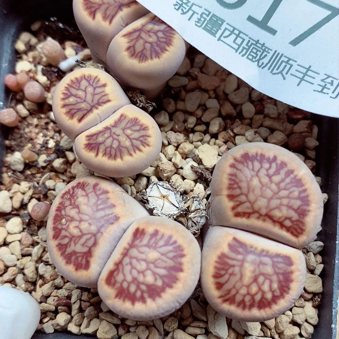 小****肉我还想和他们出去逛逛逛617