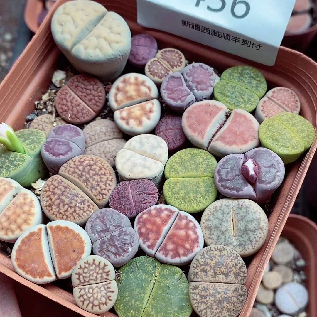 我还想和他们出去逛逛逛逛436