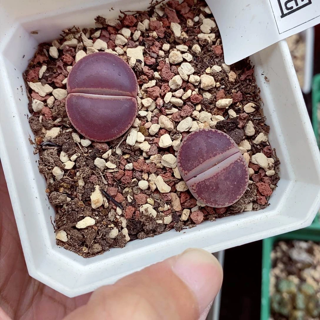 我是第一百个为妖刀427