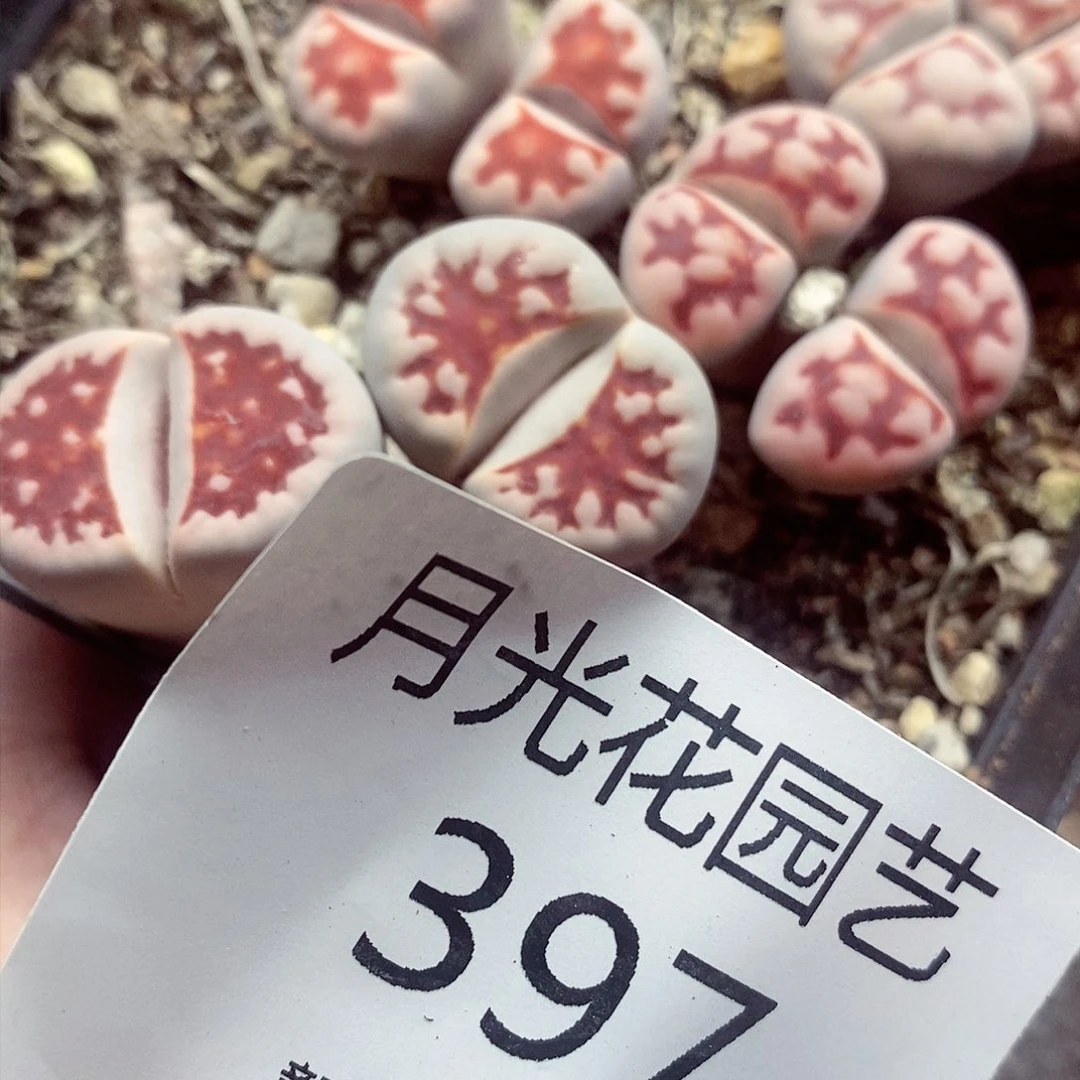 我还不确定了吗那397