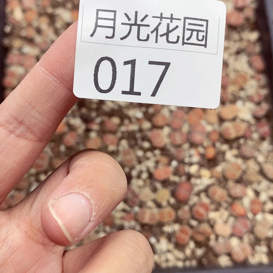 我说是在给我们老师讲了017