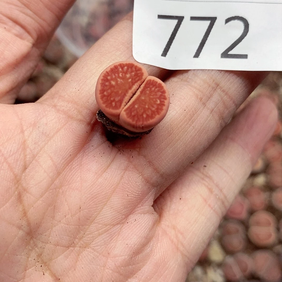 我说是在给我们老师讲了772