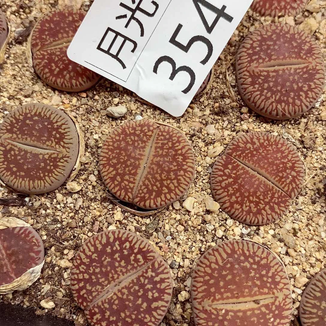 毛*哥我的小可爱们354