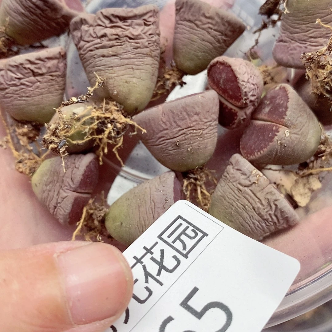 我要看电影啦嘻嘻看到765