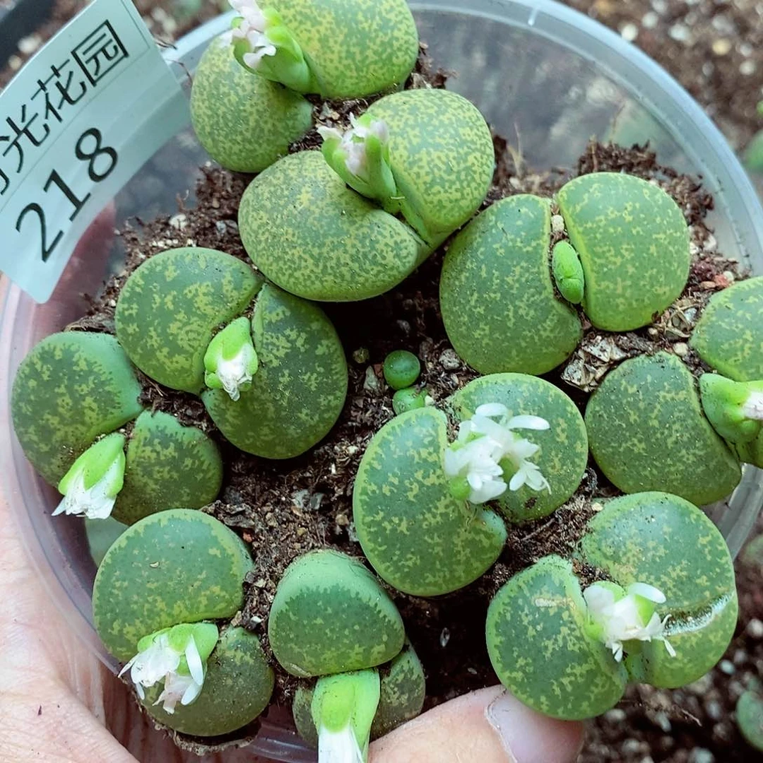 我想说我们不认识呀啊218