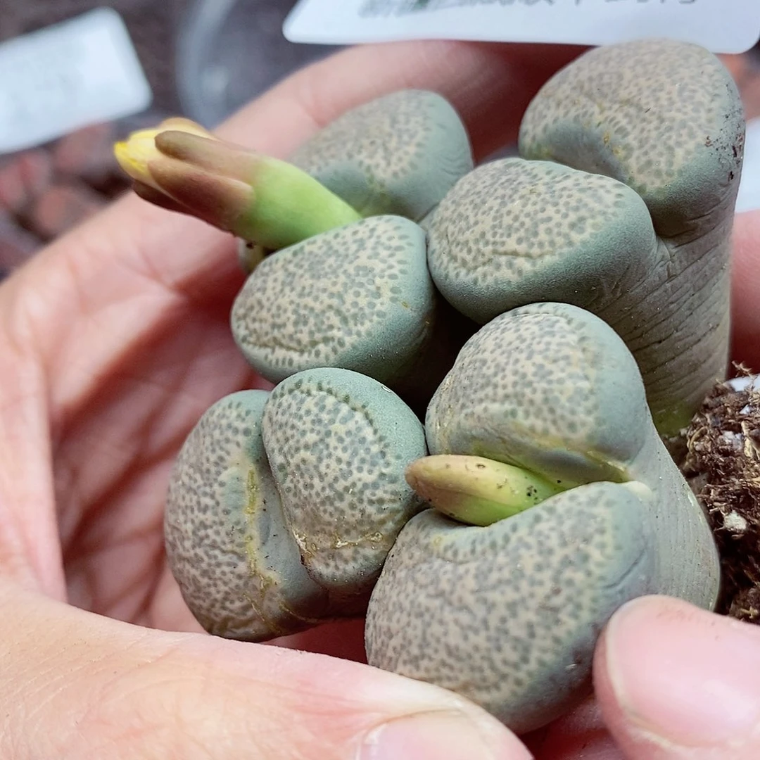 我要看电影啦嘻嘻这必须286