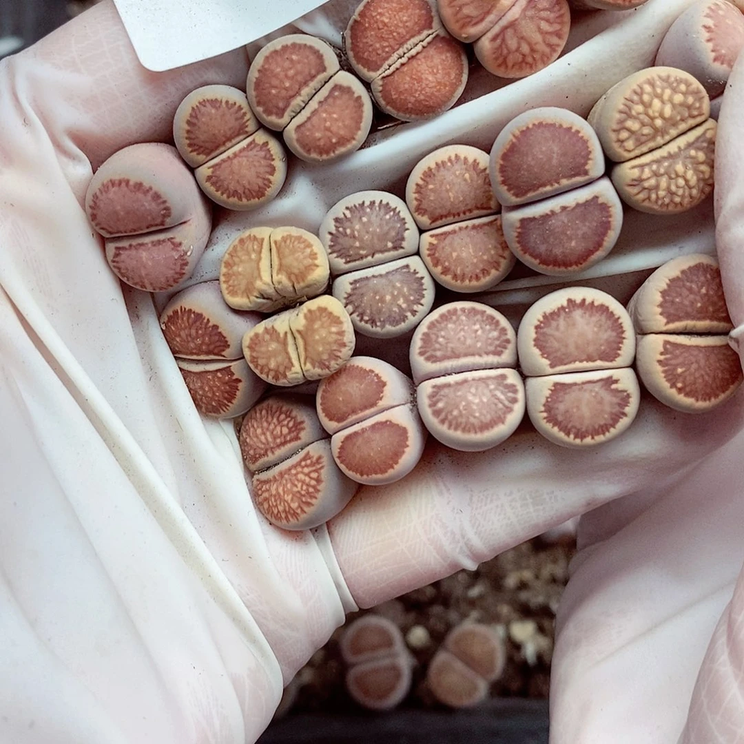 我还想和他们出去逛逛逛吃067