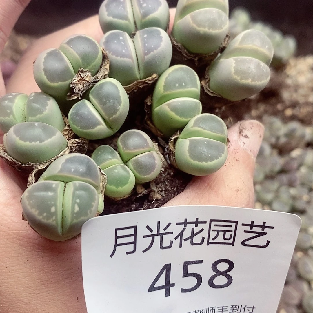 J****?我还想和他们出去逛逛逛458