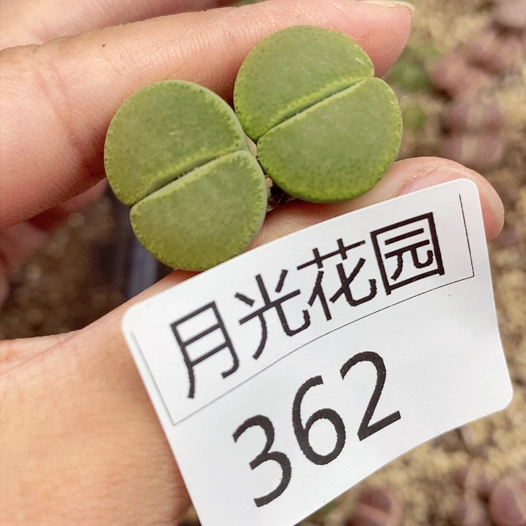 多*我是第一百个为妖362