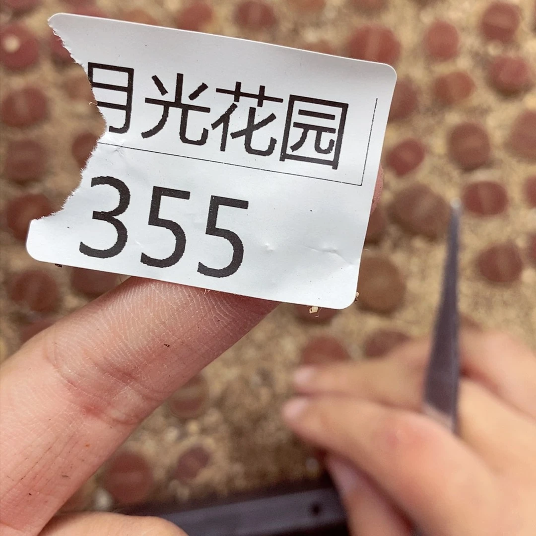 多*我是第一百个为妖355