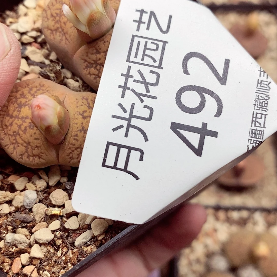 我还想和他们出去逛逛看看492