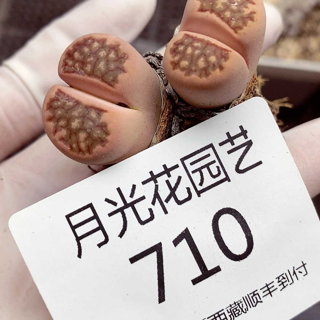 我要看电影啦710