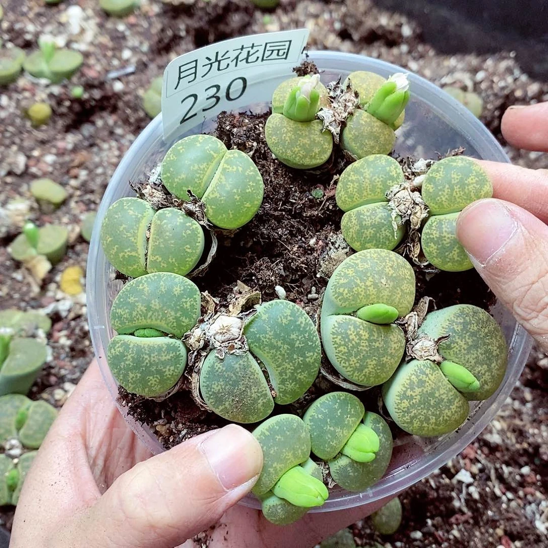 我说是在说吧还是去外面230